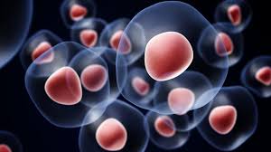 stem cells.jpg