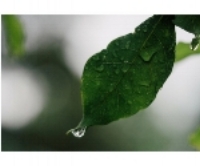 water on a leaf.jpg