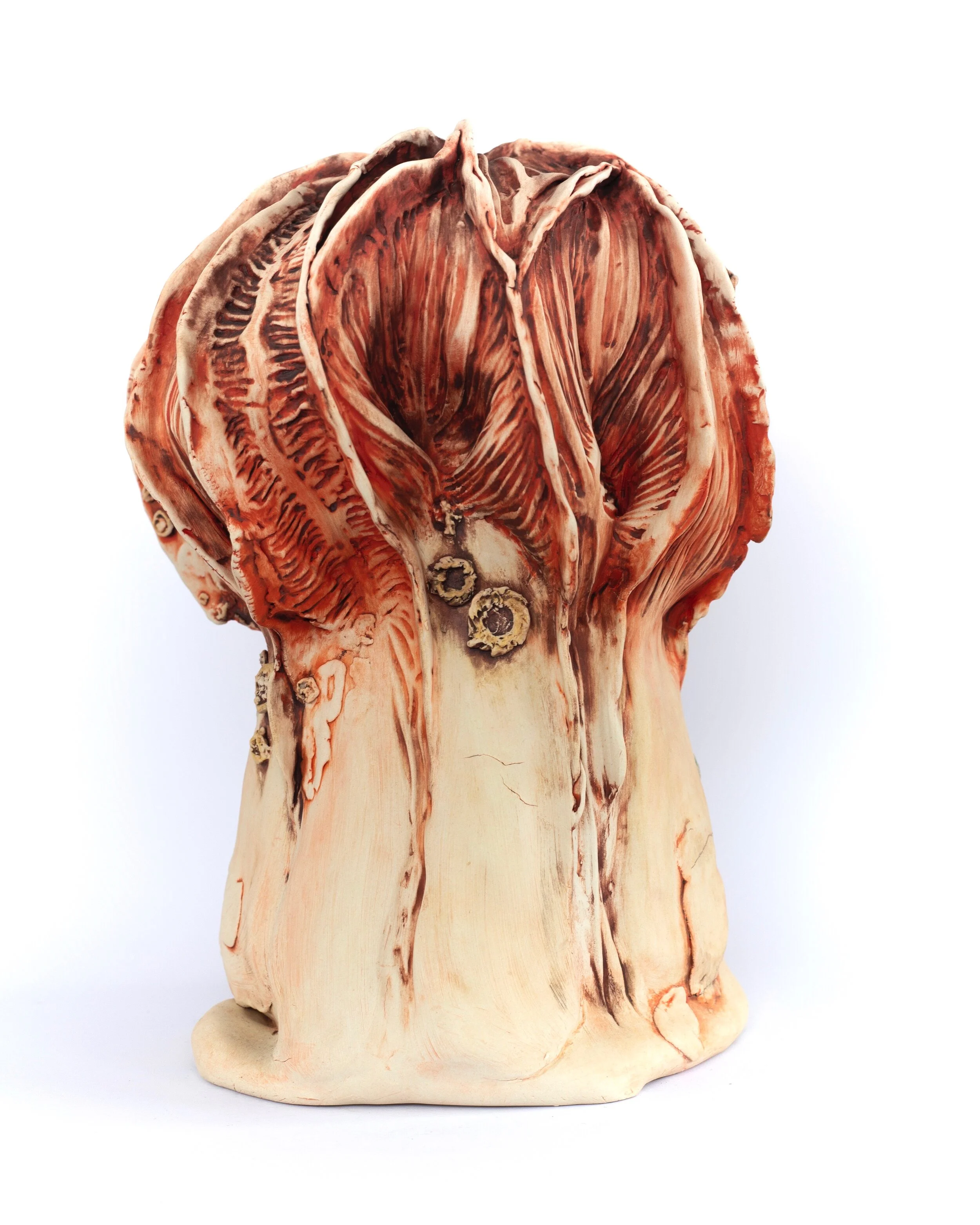 Ecclesia II: False Morel- Gyromitra Caroliniana