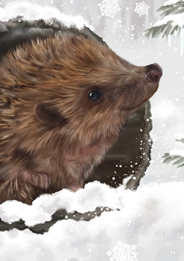 Snowy Hedgehog by Martha Bowyer
