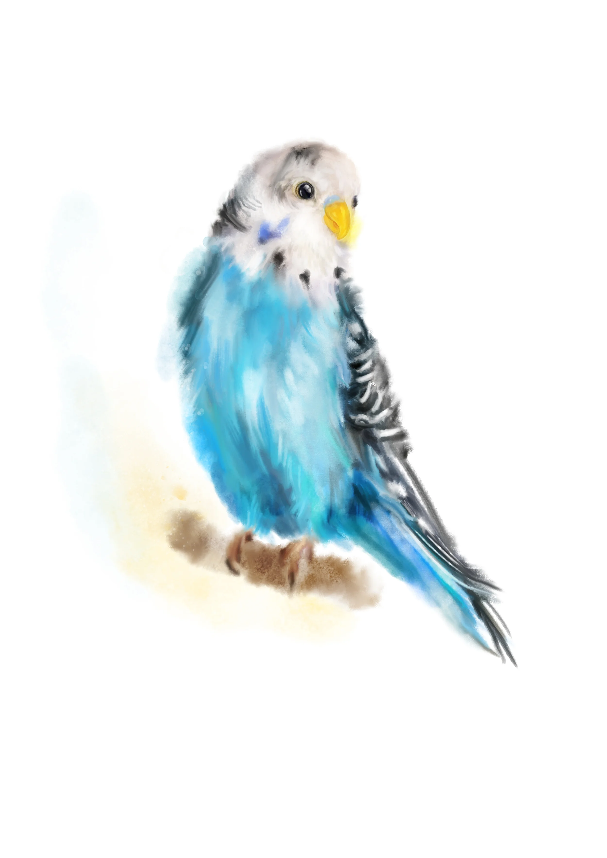 Budgie 1.jpg