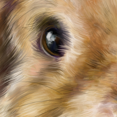Flopsy Bunny Rabbit 1 - Eye Close Up Square.jpg
