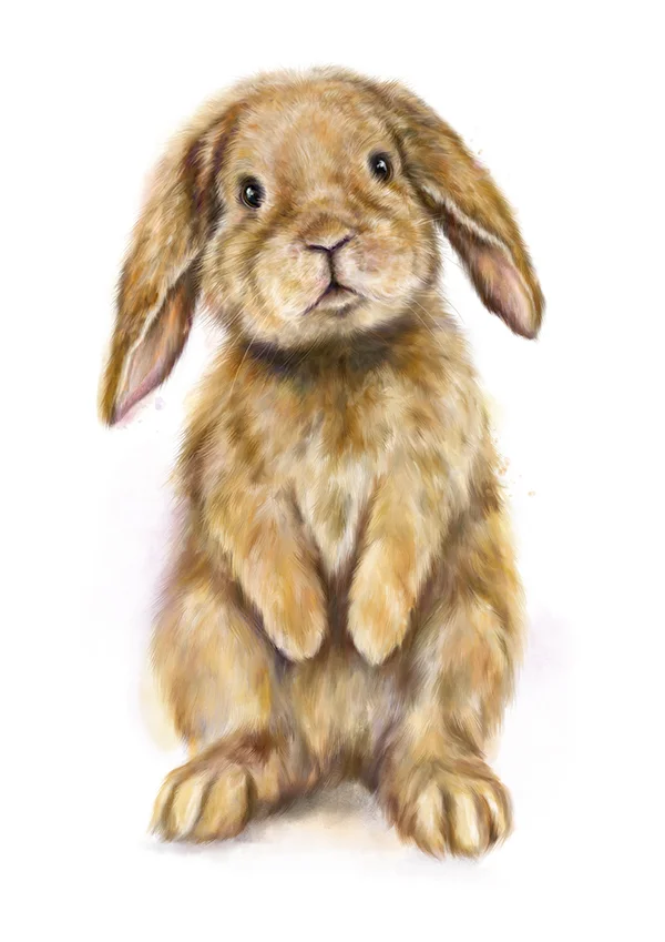 flopsybunnyrabbitmarthabowyer.jpg