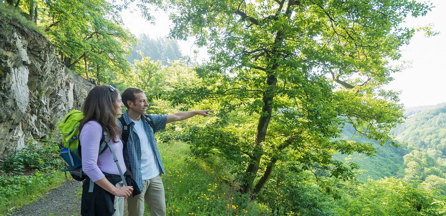 MANN-Strom-Wald-pan-min.jpg