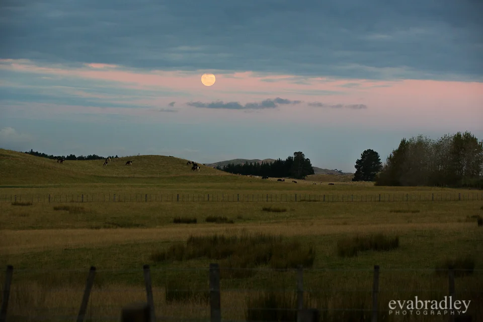 Kereru country wedding