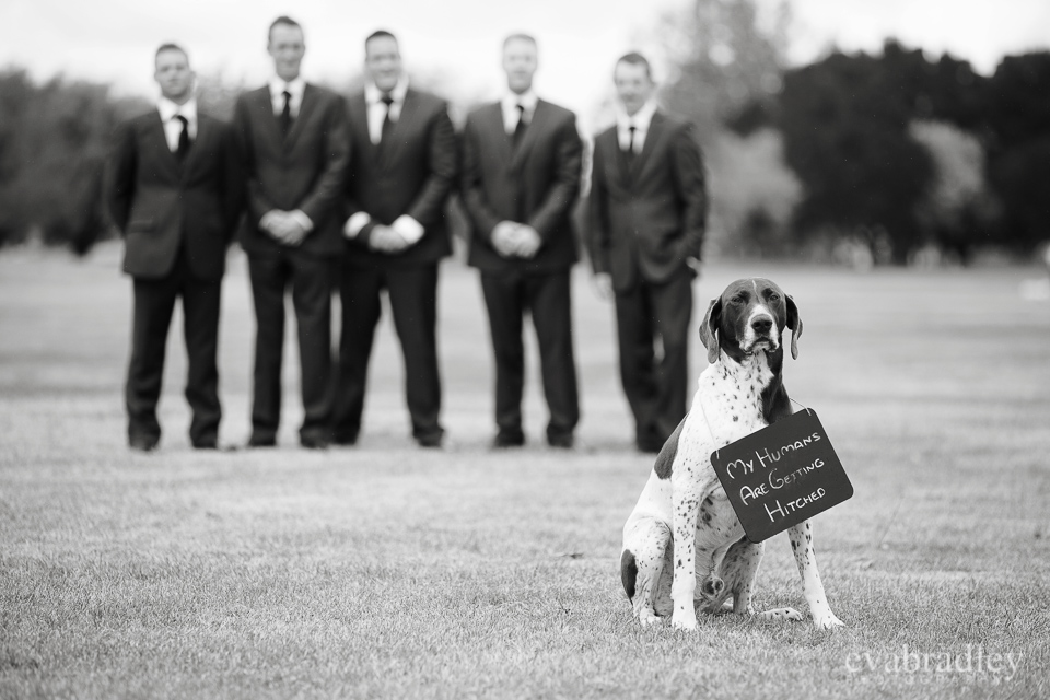 Wedding photography in Napier