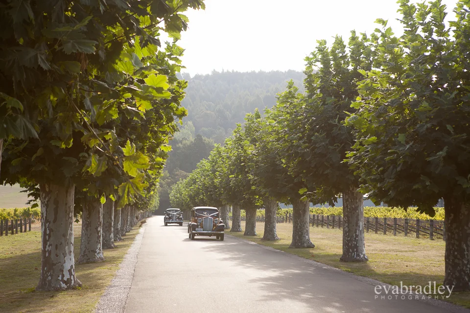 Hawkes Bay wedding photographers