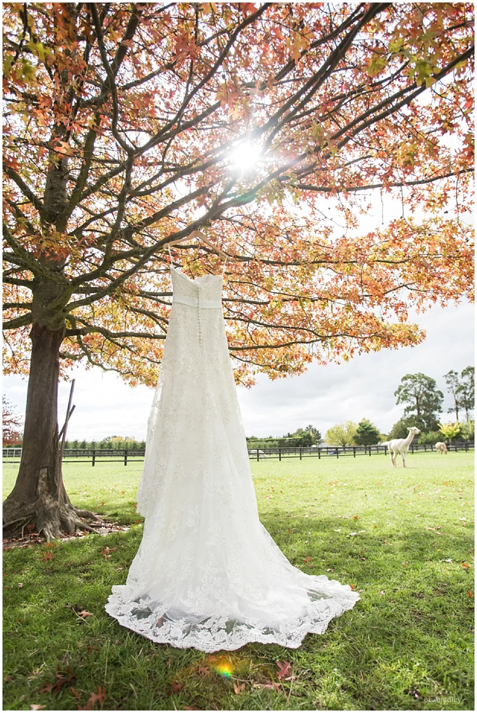 Sileni Winery wedding by Hawkes Bay wedding photographers, Eva Bradley Photography