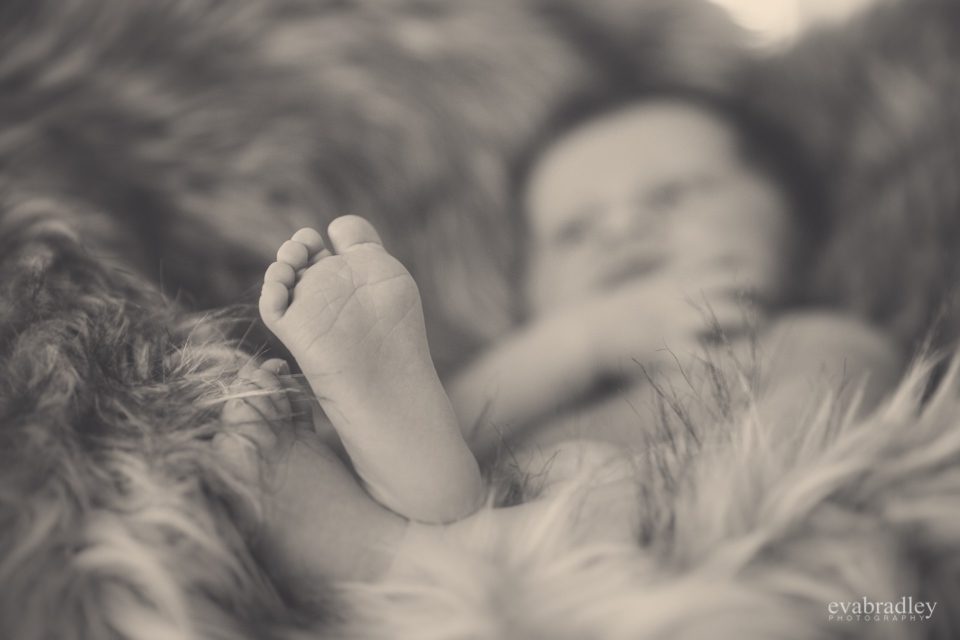 napier newborn photographers