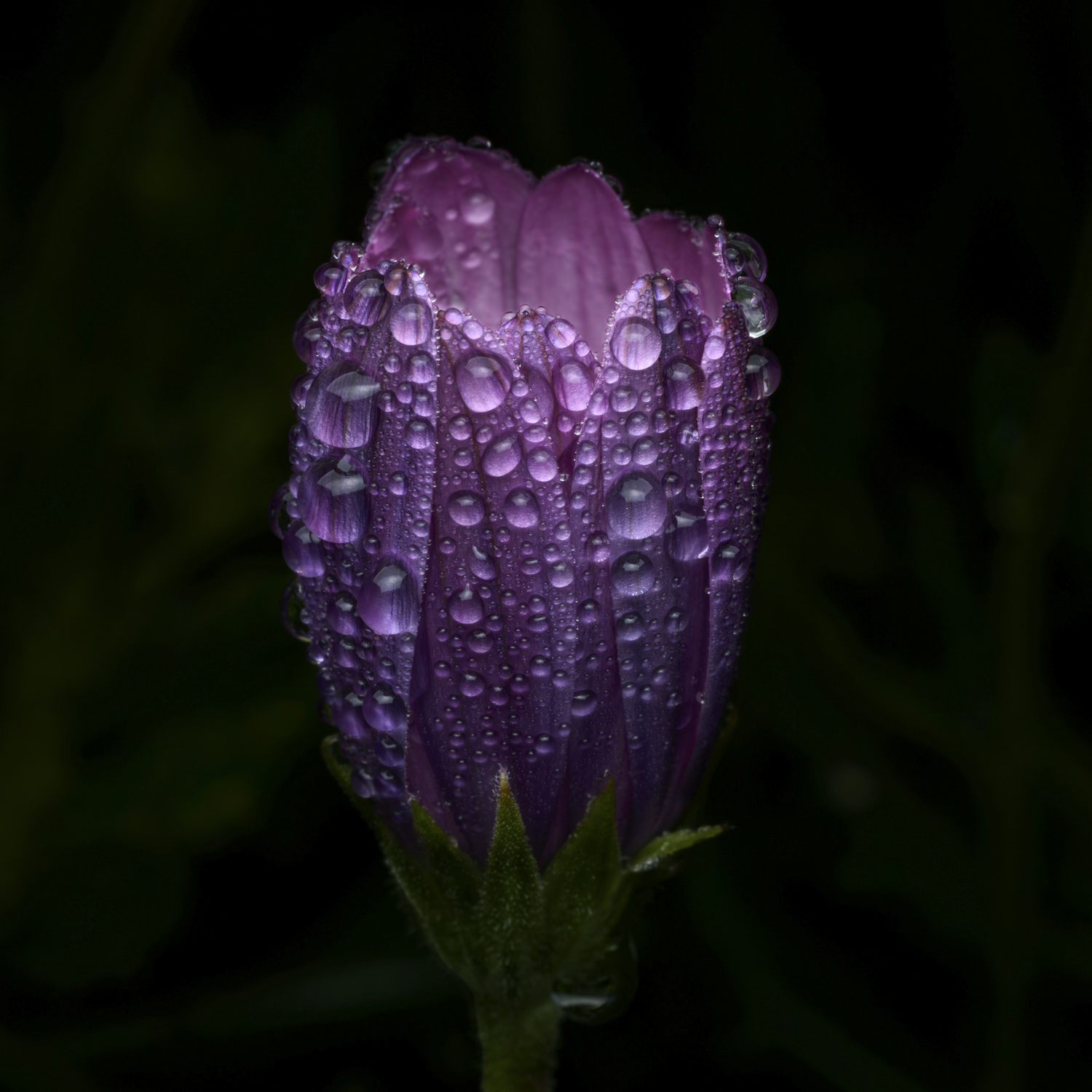 photographers-nz