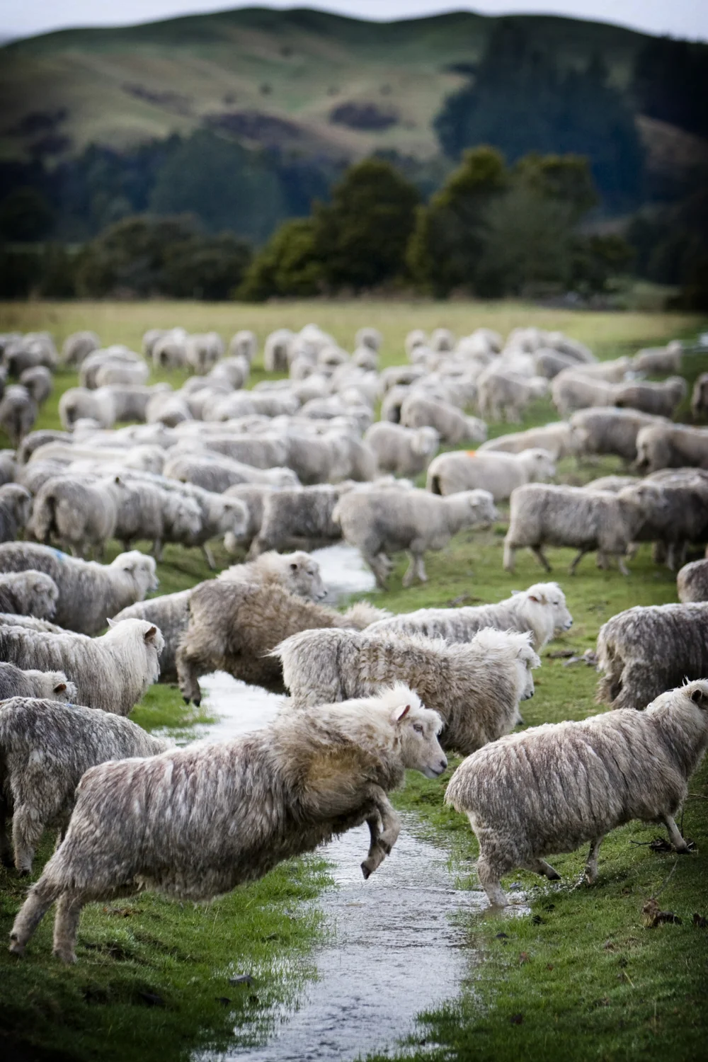 rural-commercial-photographer-hawkes-bay