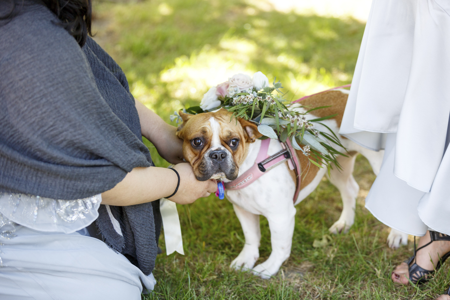 dogs-at-weddings-new-zealand