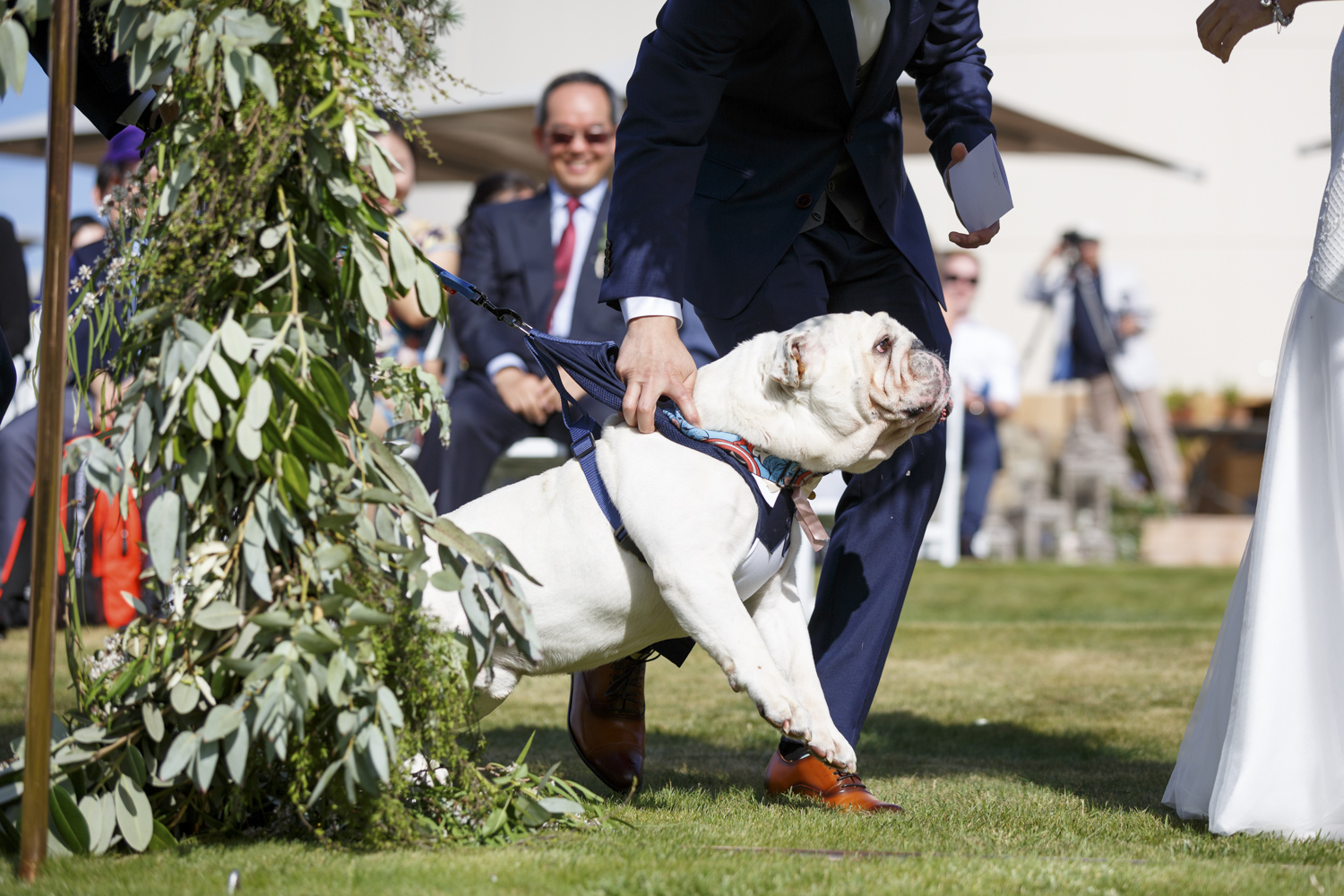 dogs-at-weddings-nz