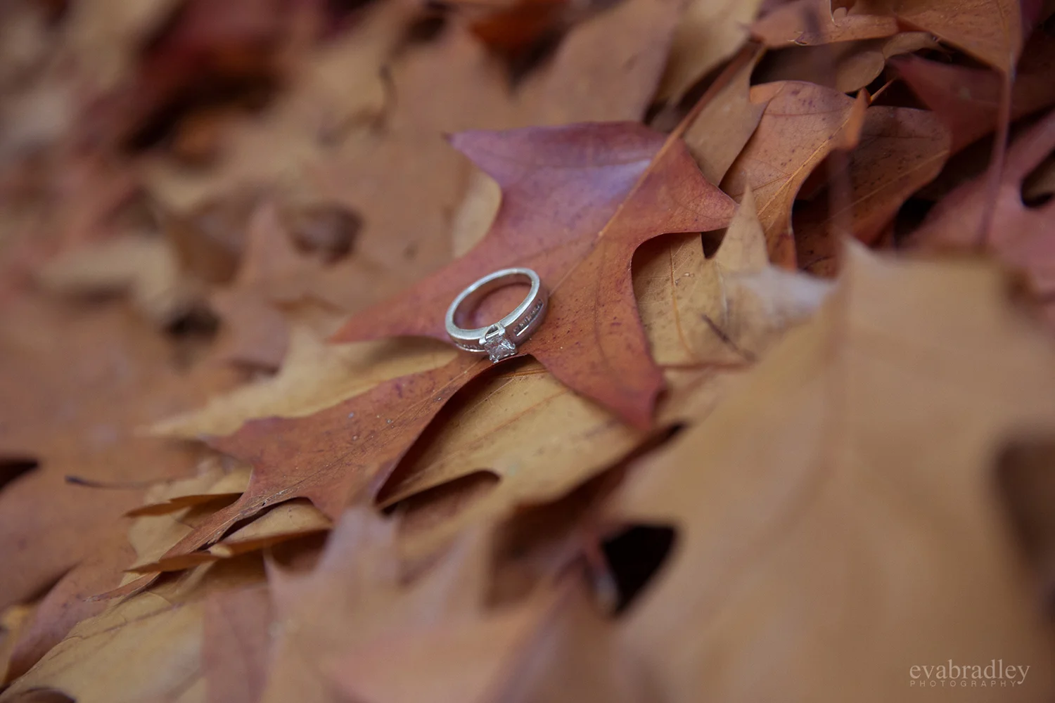 engagement-photography-new-zealand