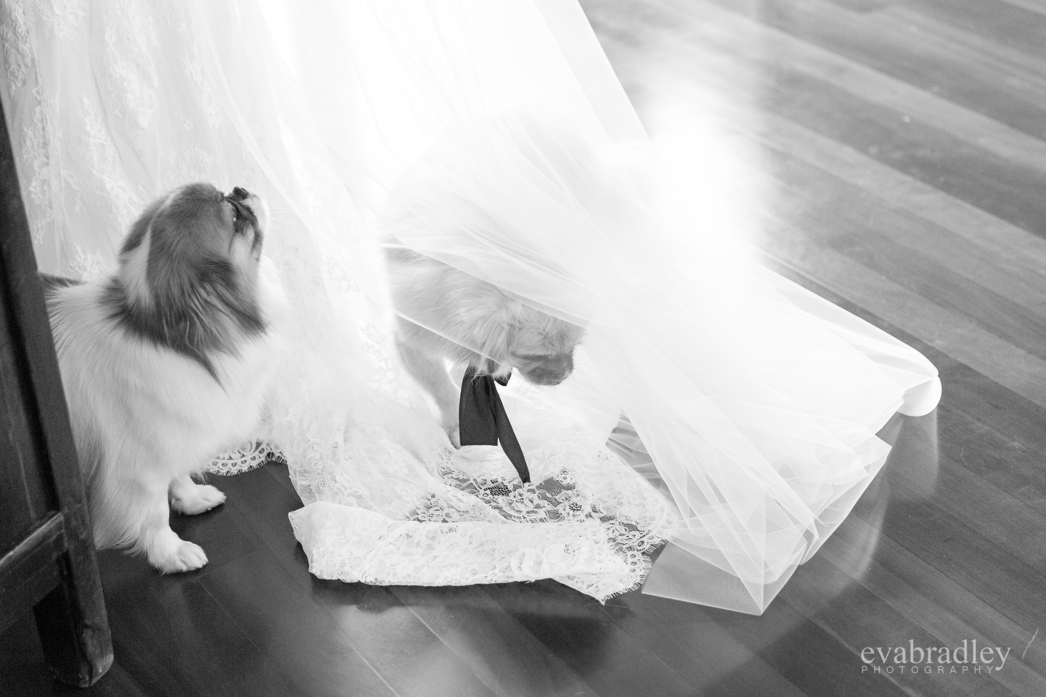 new zealand wedding photographers