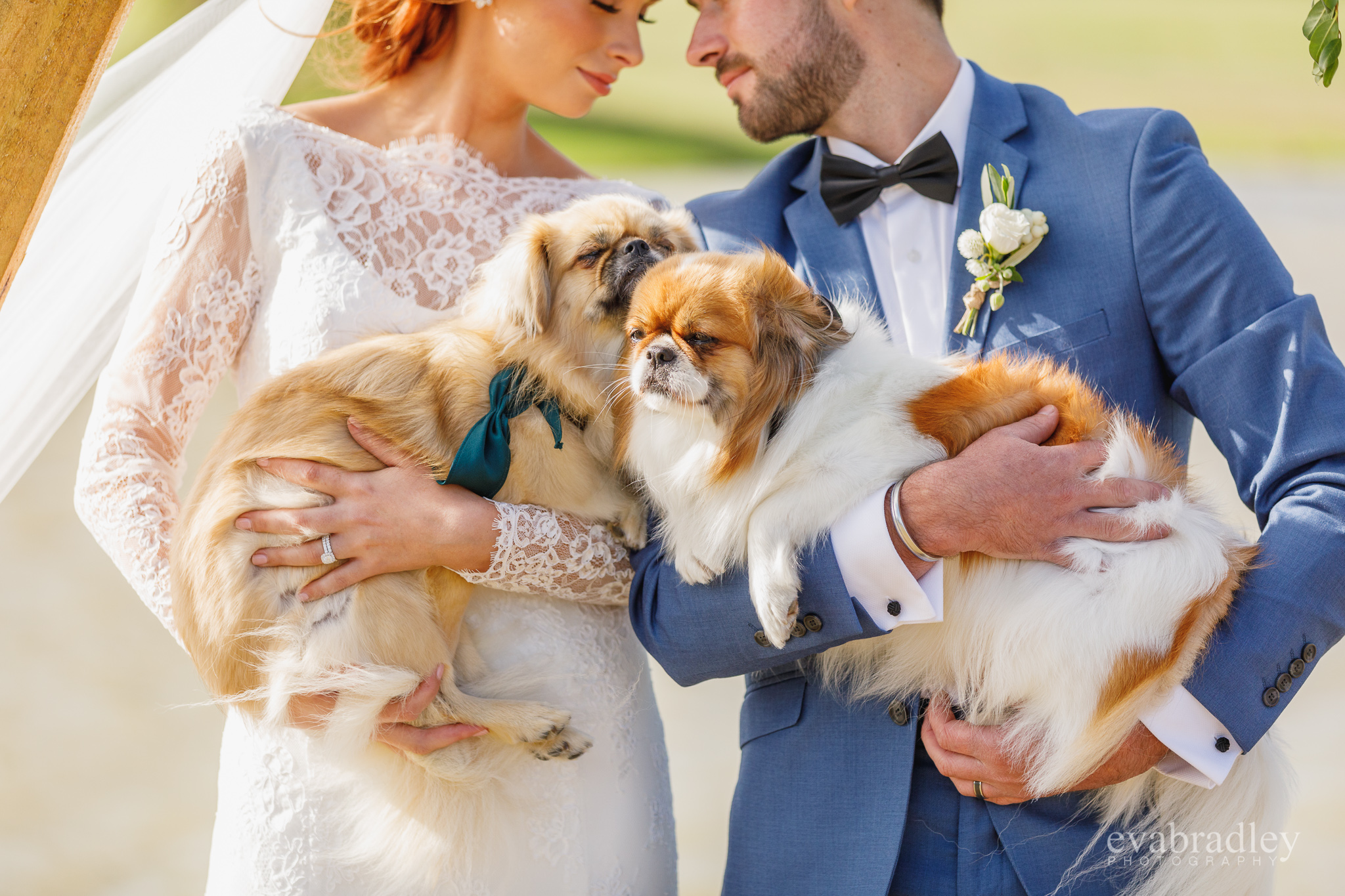 dogs at weddings nz
