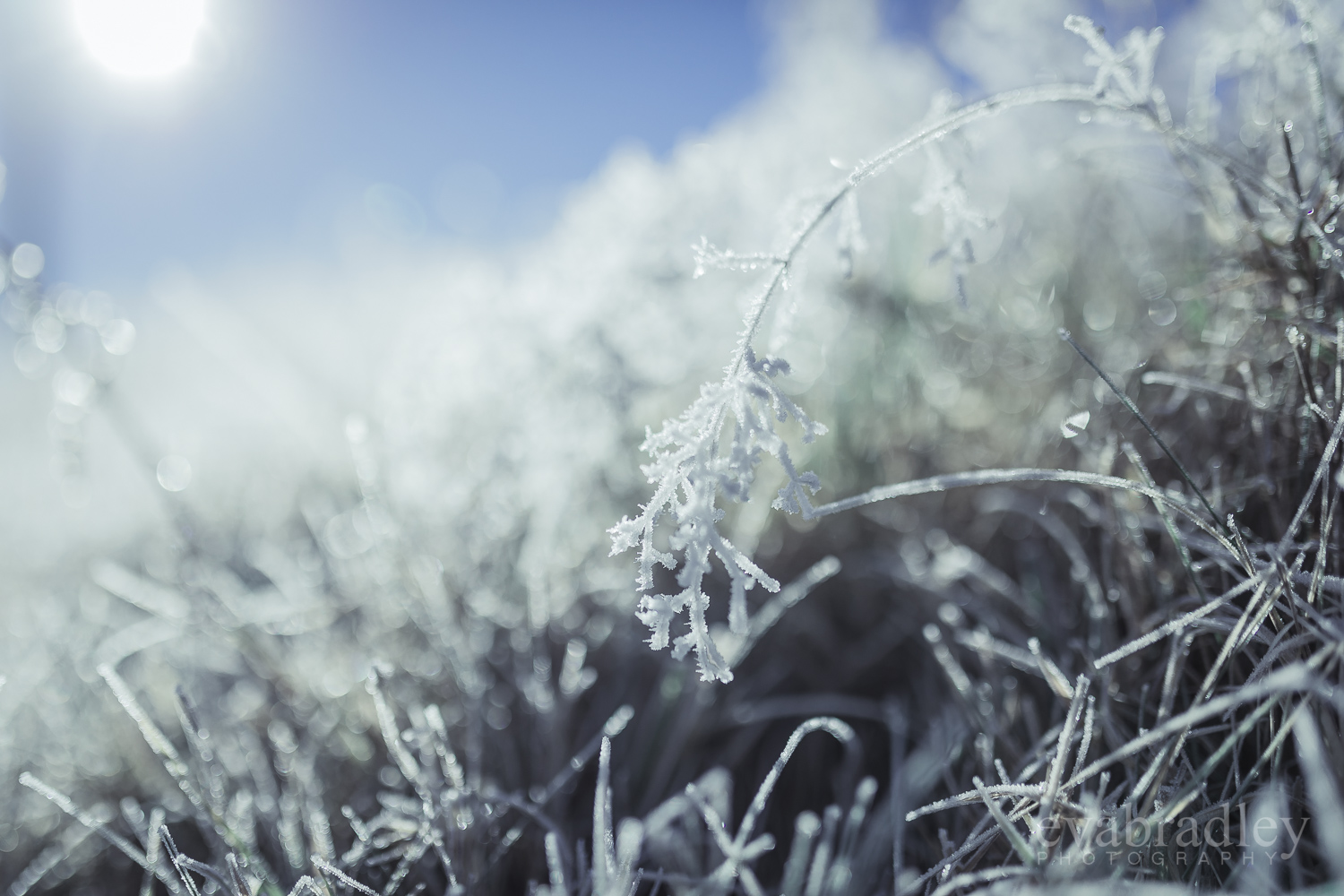 winter wedding new zealand