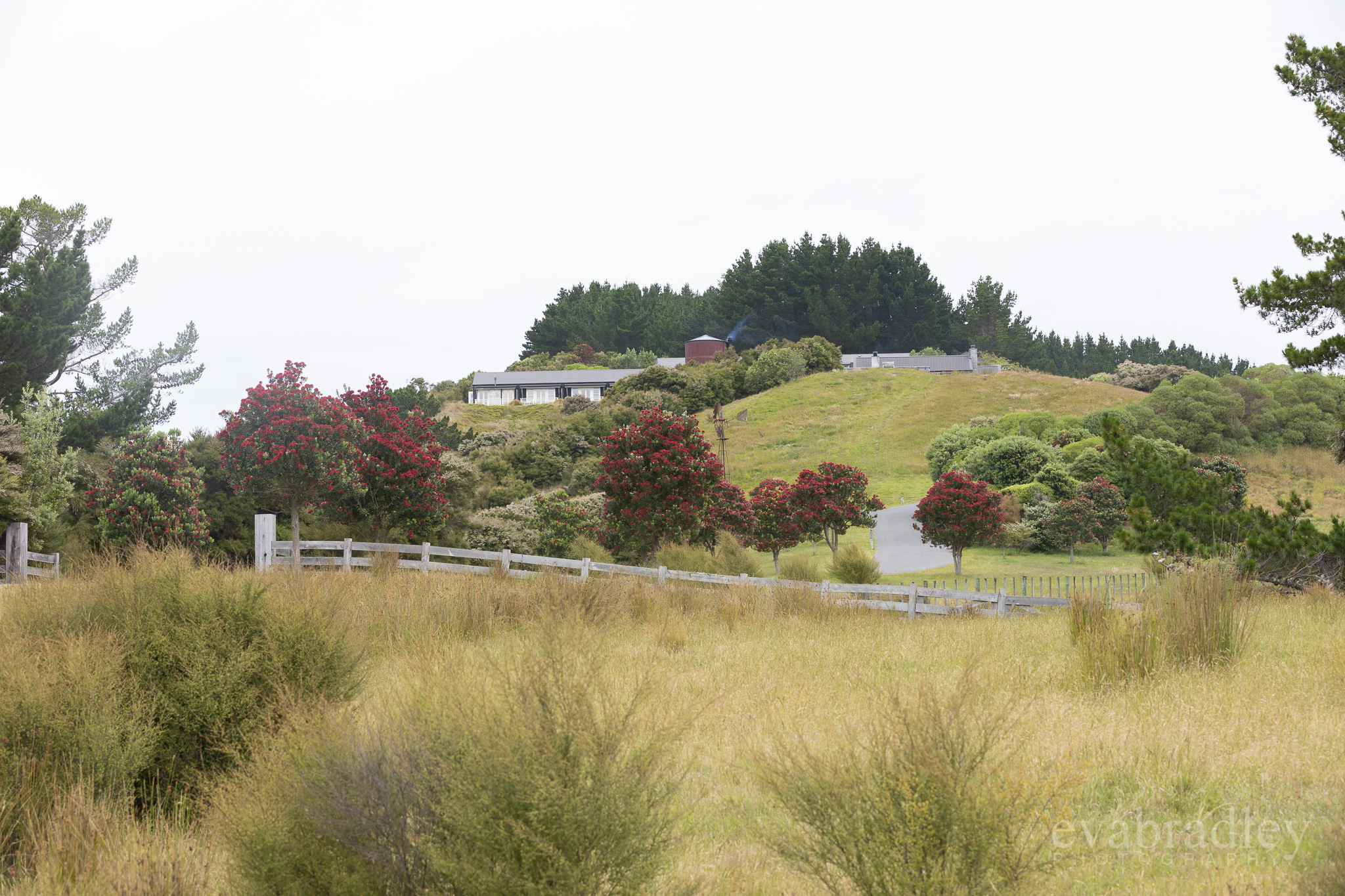 weddings-at-the-farm-cape-kidnappers