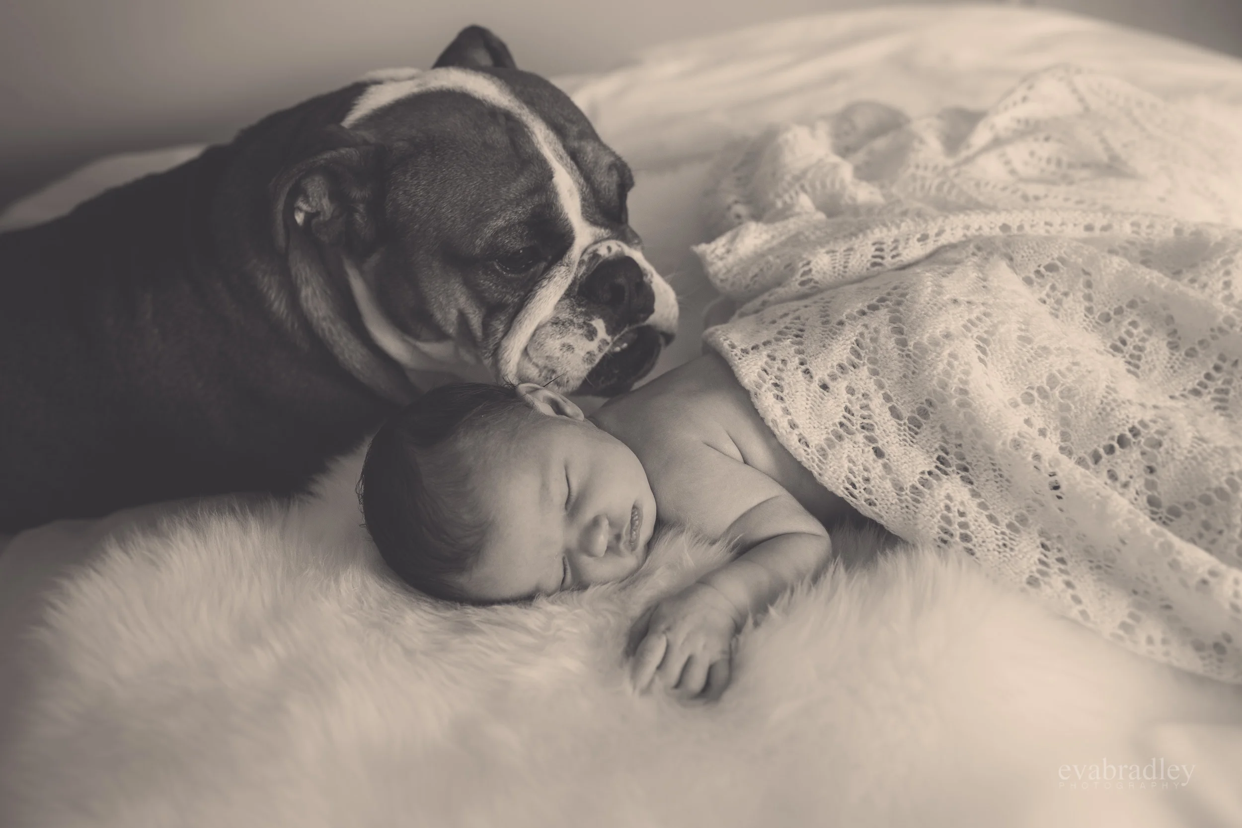 newborn-photographer-napier-hawkes-bay