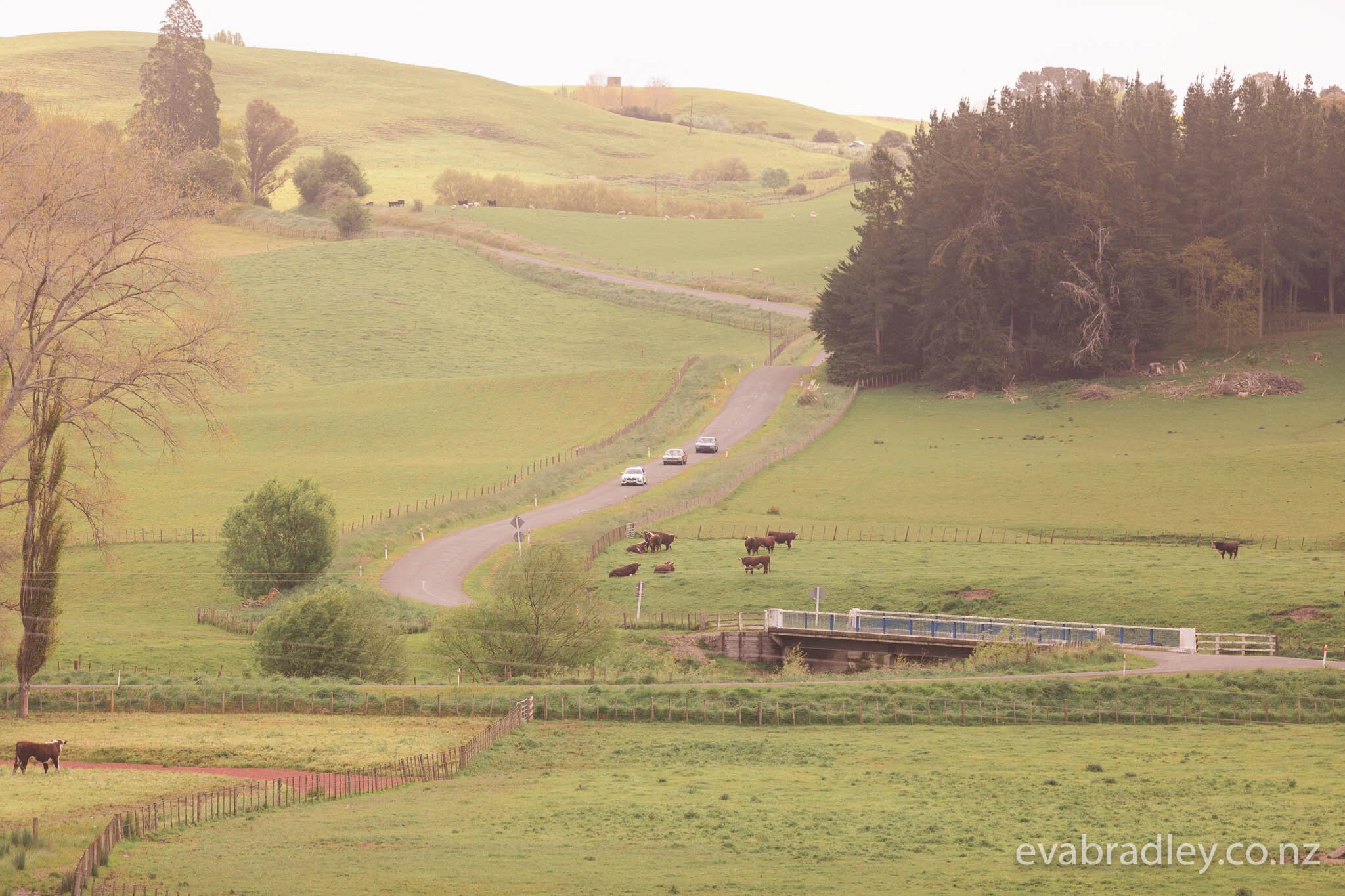 Hawkes-bay-wedding-nz