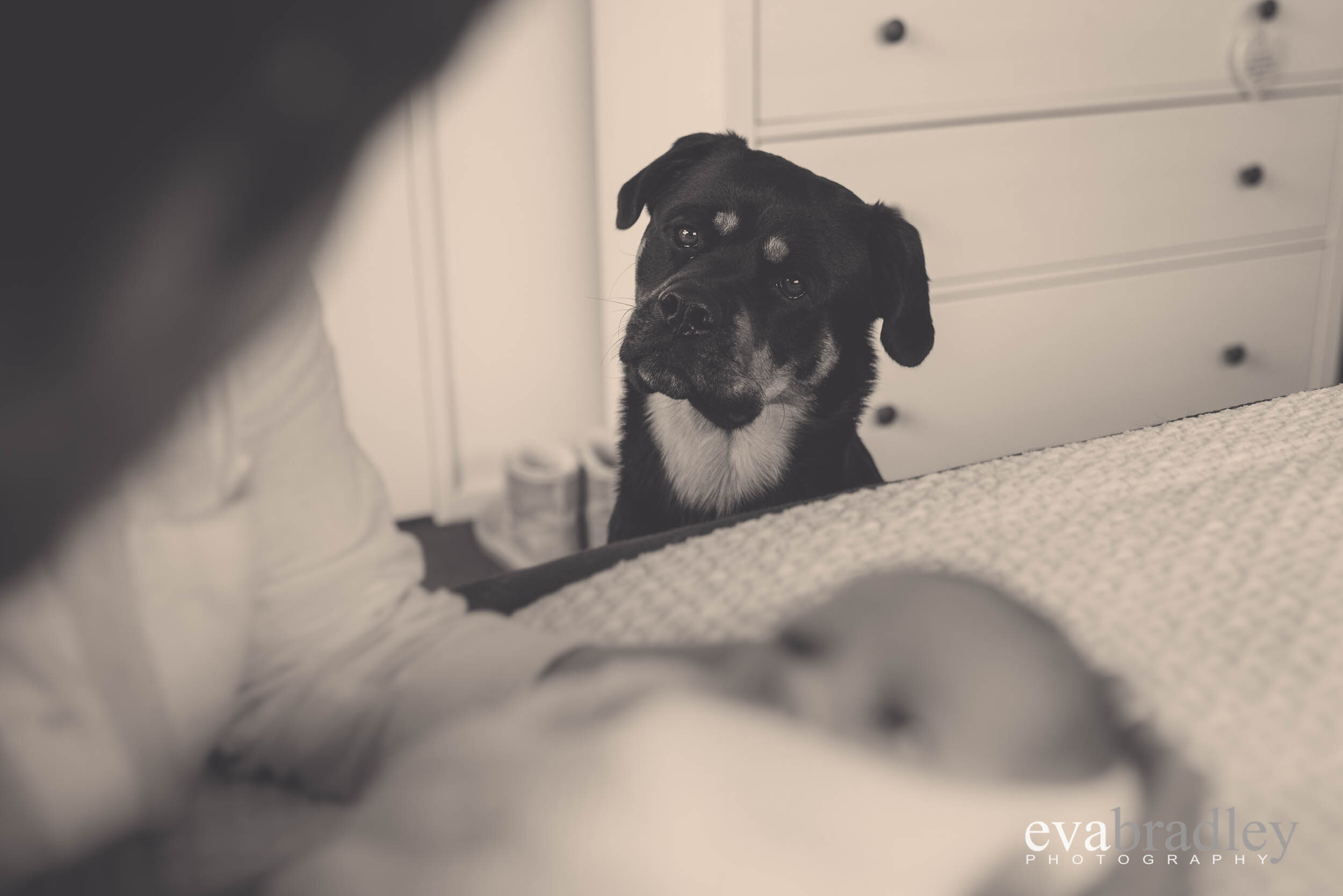 dogs with newborns hawkes bay