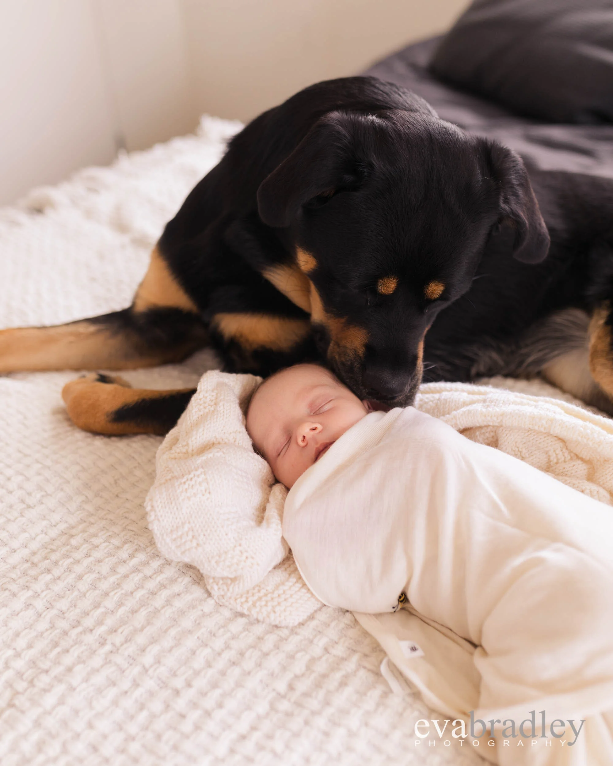 fur babies with newborns hawkes bay
