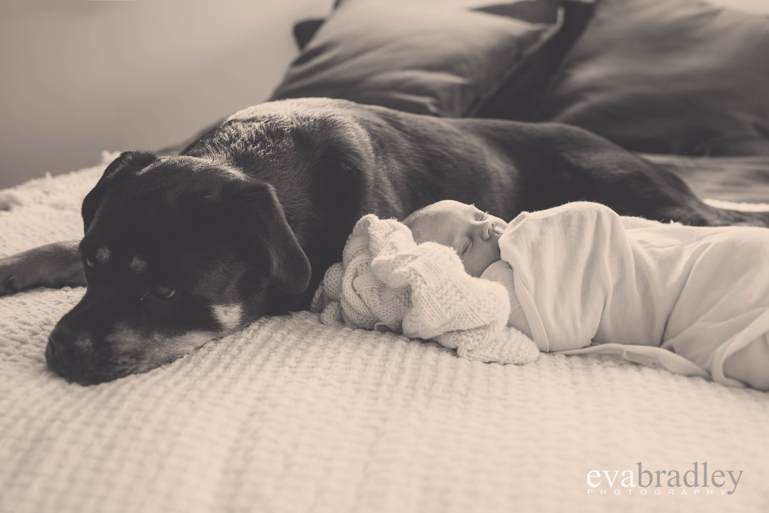 dogs with babies newborns hawkes bay