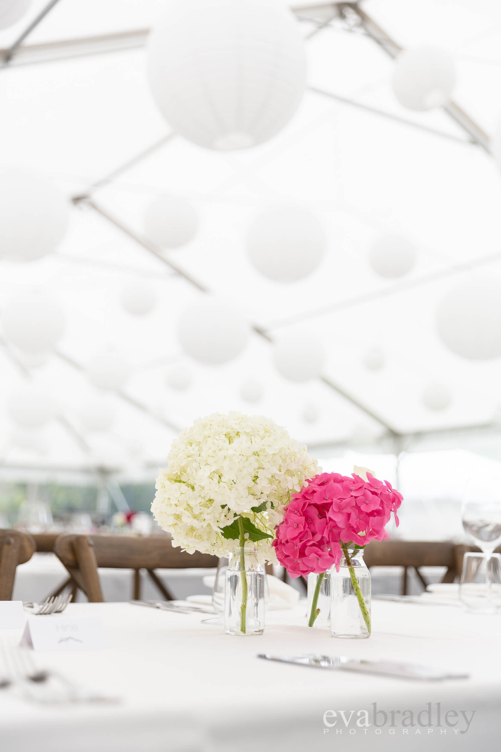 hydrangeas at hawkes bay weddings