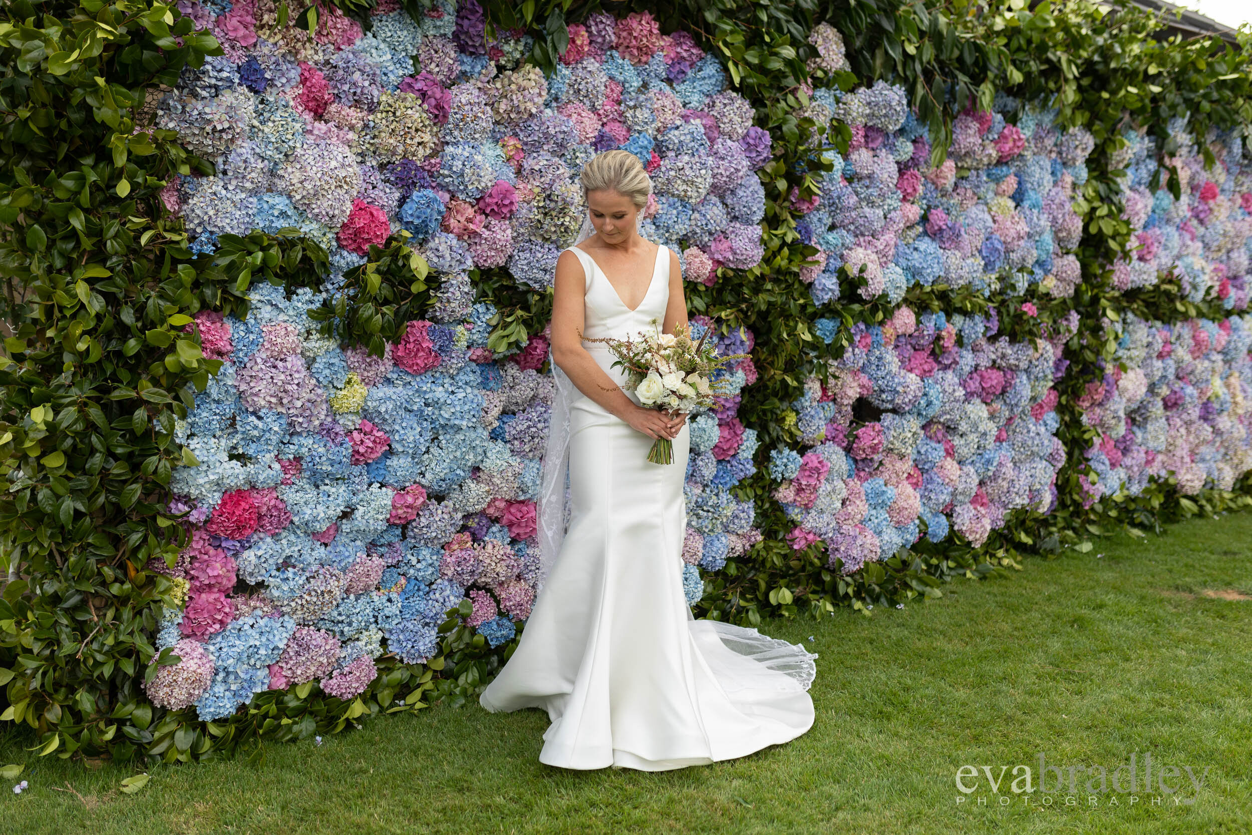 hydrangea flower wall hawkes bay wedding
