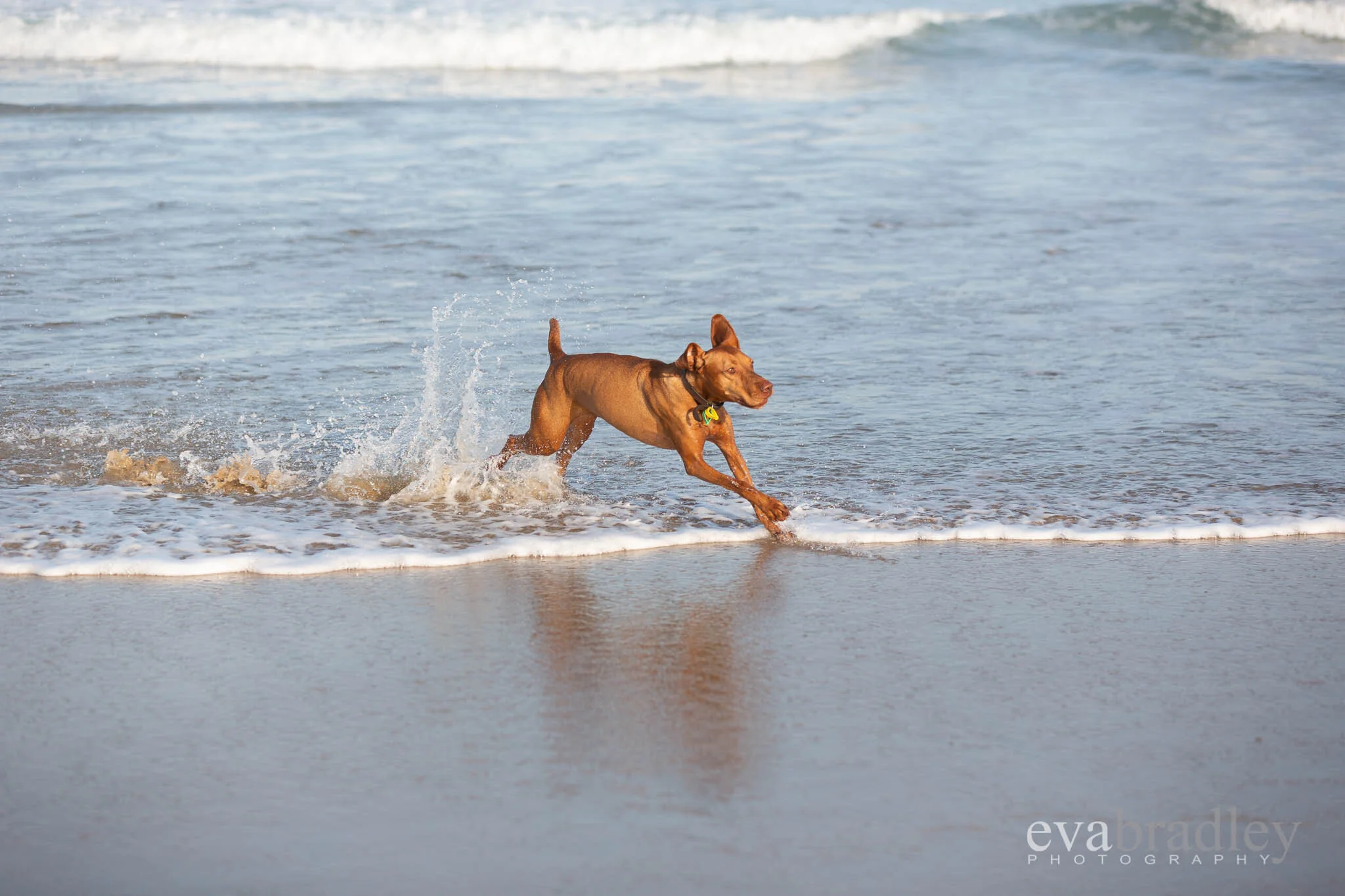 top hawkes bay photographer