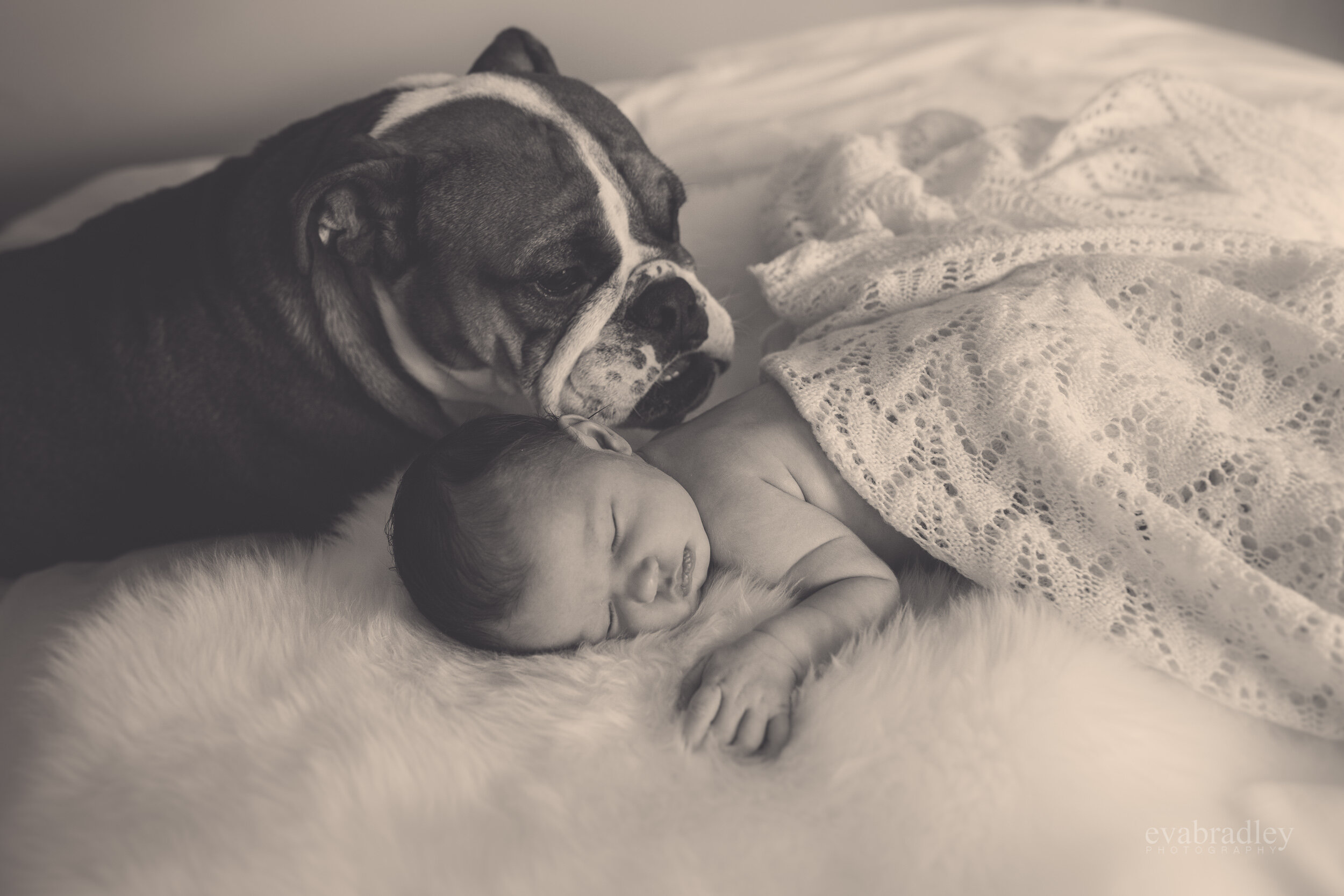 hawkes-bay-newborn-photographer