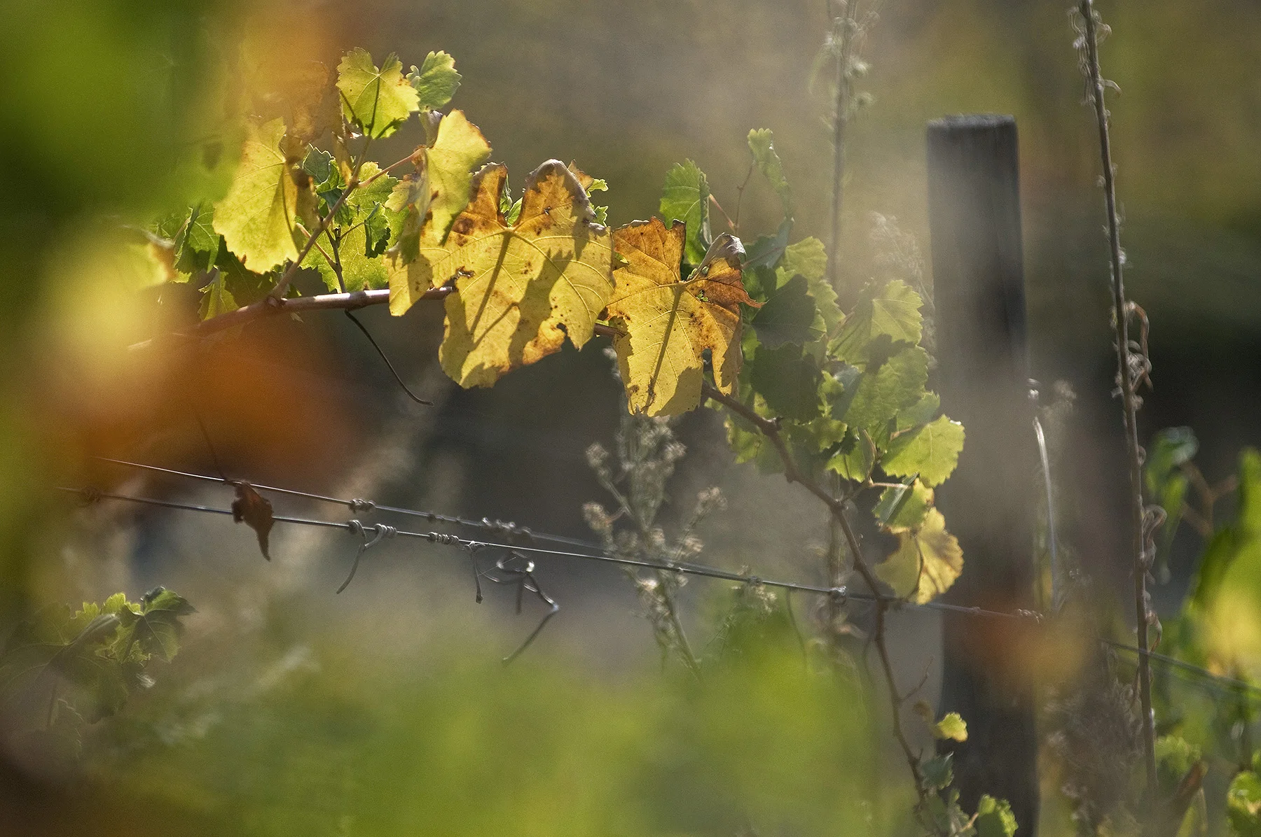 Douro_PO-02328.jpg