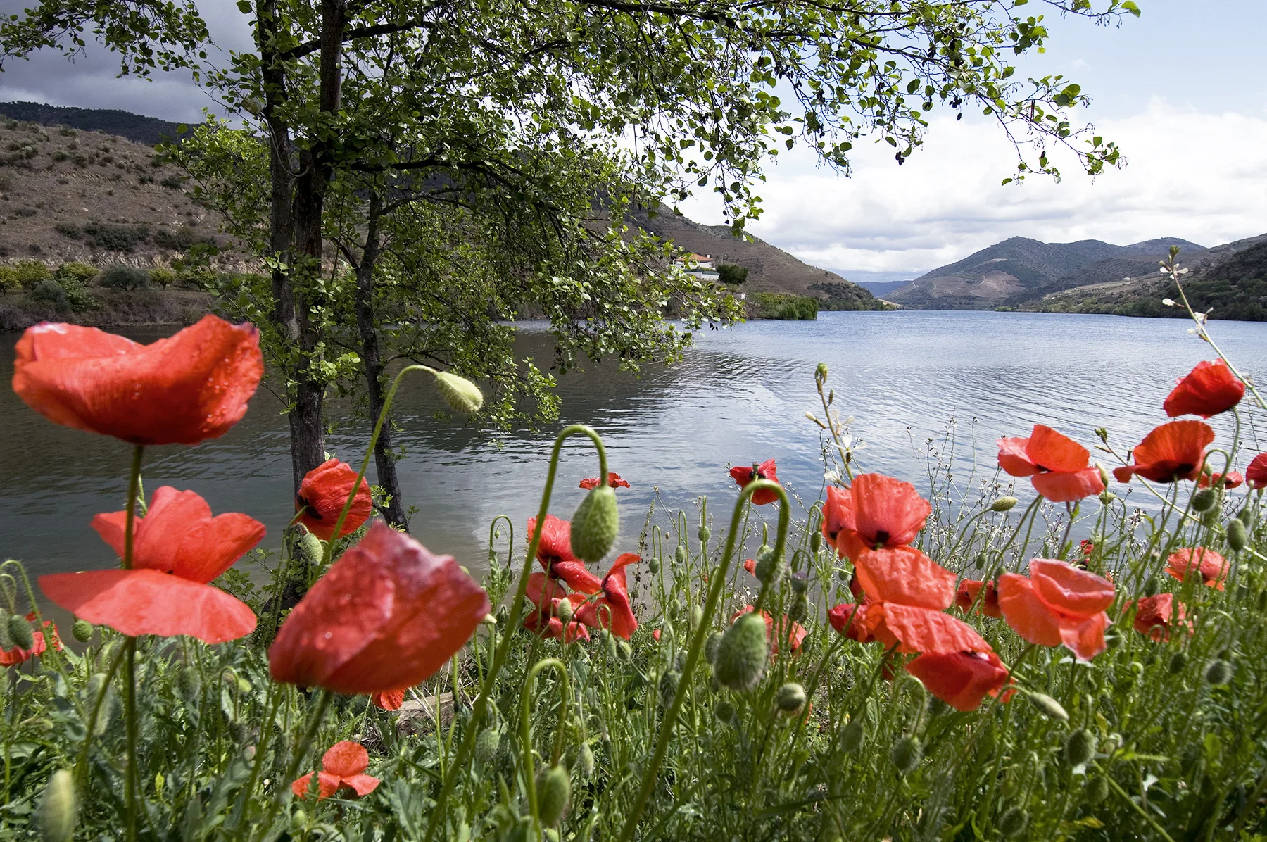 Douro_PO-02847.jpg