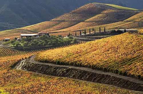 Douro Vinhateiro: passeio fotográfico