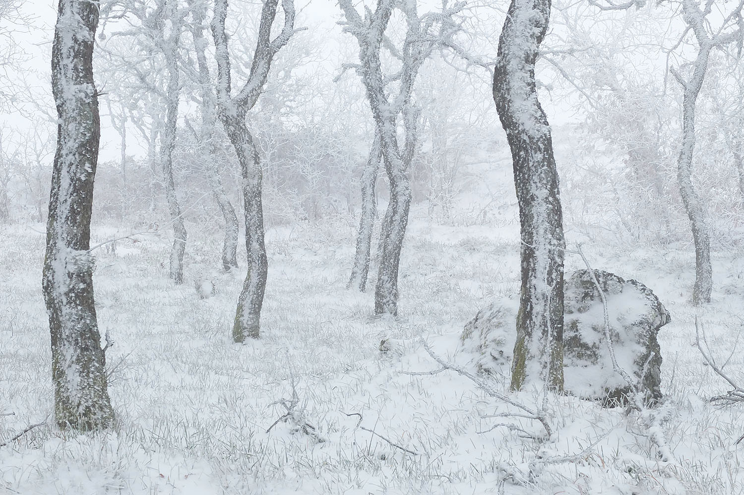 O silêncio... o bosque... a neve. O tempo parou.
