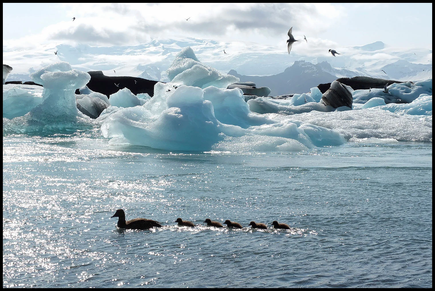 Patos Eider, Islândia. Esta fotografia encerra duas histórias incríveis. Os patos eider, em primeiro plano, estão na origem dos edredões e na génese da própria palavra: eider + down (penugem) = eiderdown. Após as crias abandonarem o ninho, os islandeses recolhiam a penugem extremamente quente que lá ficava e assim enchiam roupa de cama e almofadas. As aves que se veem mais atrás são andorinhas-do-mar-do-ártico; com apenas 100 gramas, é o ser vivo que faz a maior viagem de migração: mais de 70.000Km por ano entre o Ártico e a Antártida e de volta ao Ártico. Não preciso de mais nada para gostar desta imagem.