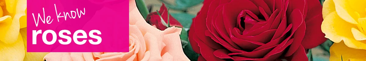 small-banner-roses.jpg