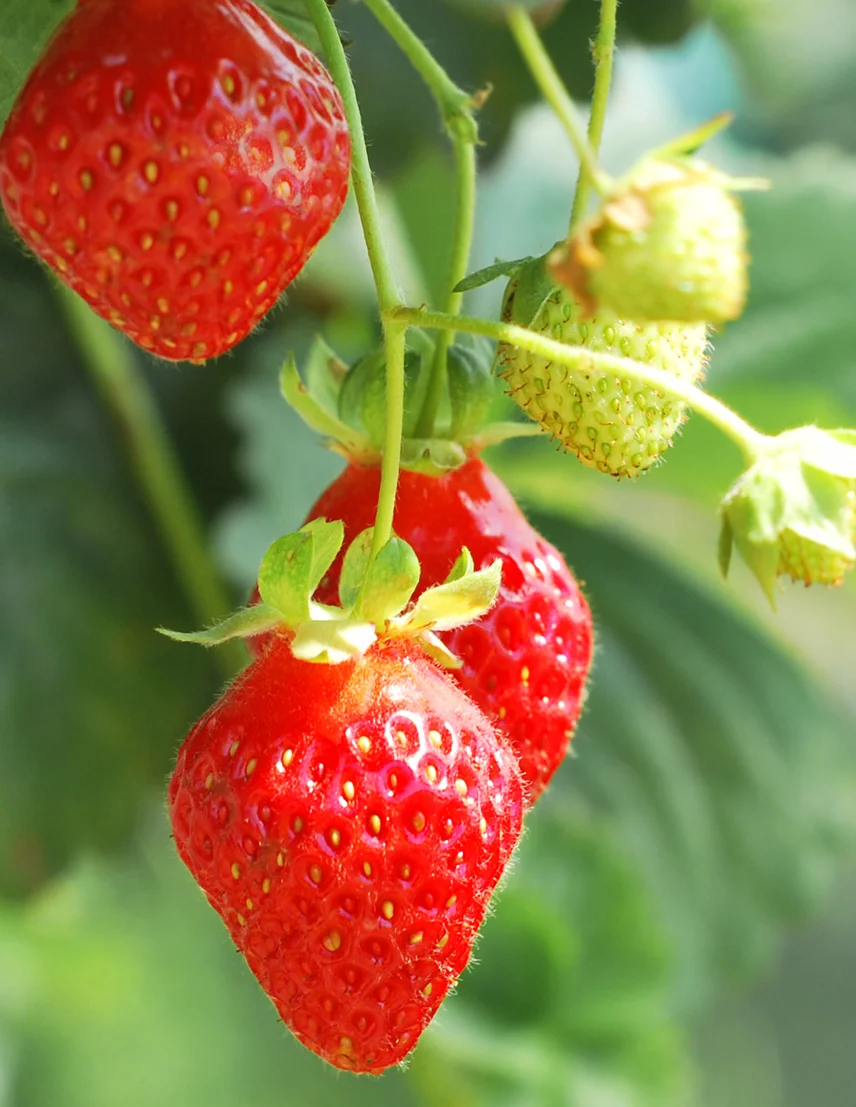 STRAWBERRY TOWER