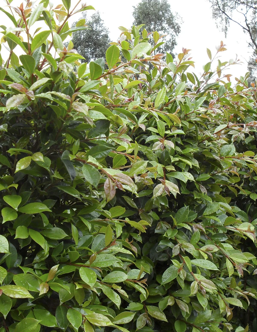 Syzygium-Backyard-Blitz.jpg