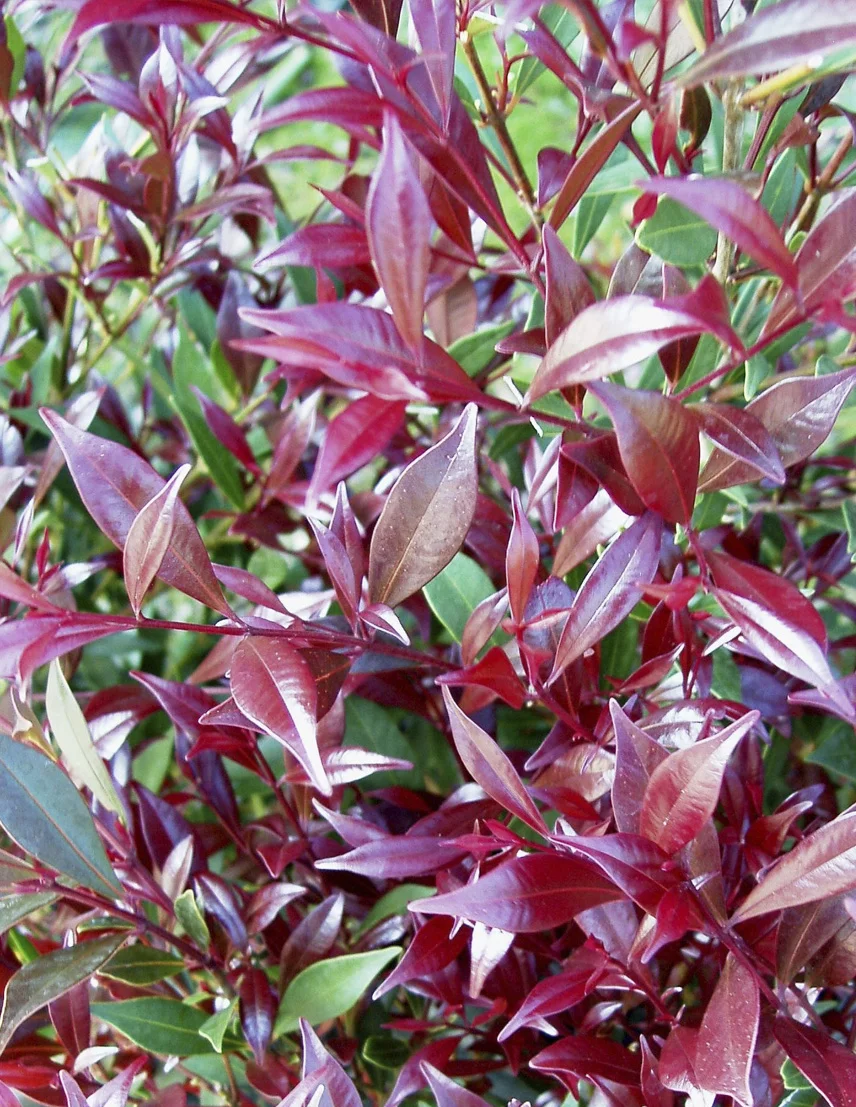 Acmena Cherry Surprise