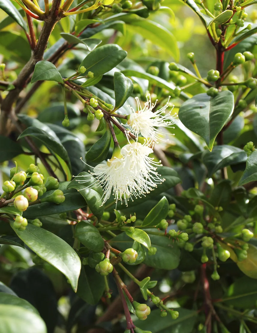 Syzygium Resilience