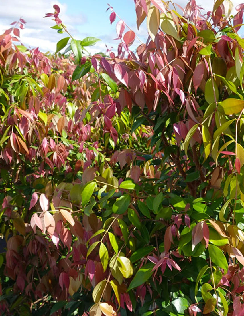 Syzygium Cascade