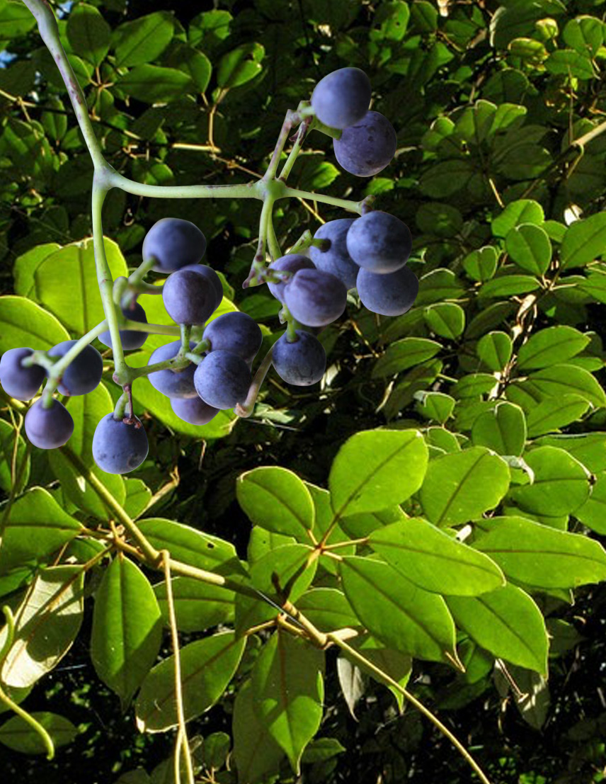 Cissus hypoglauca – Native Grape