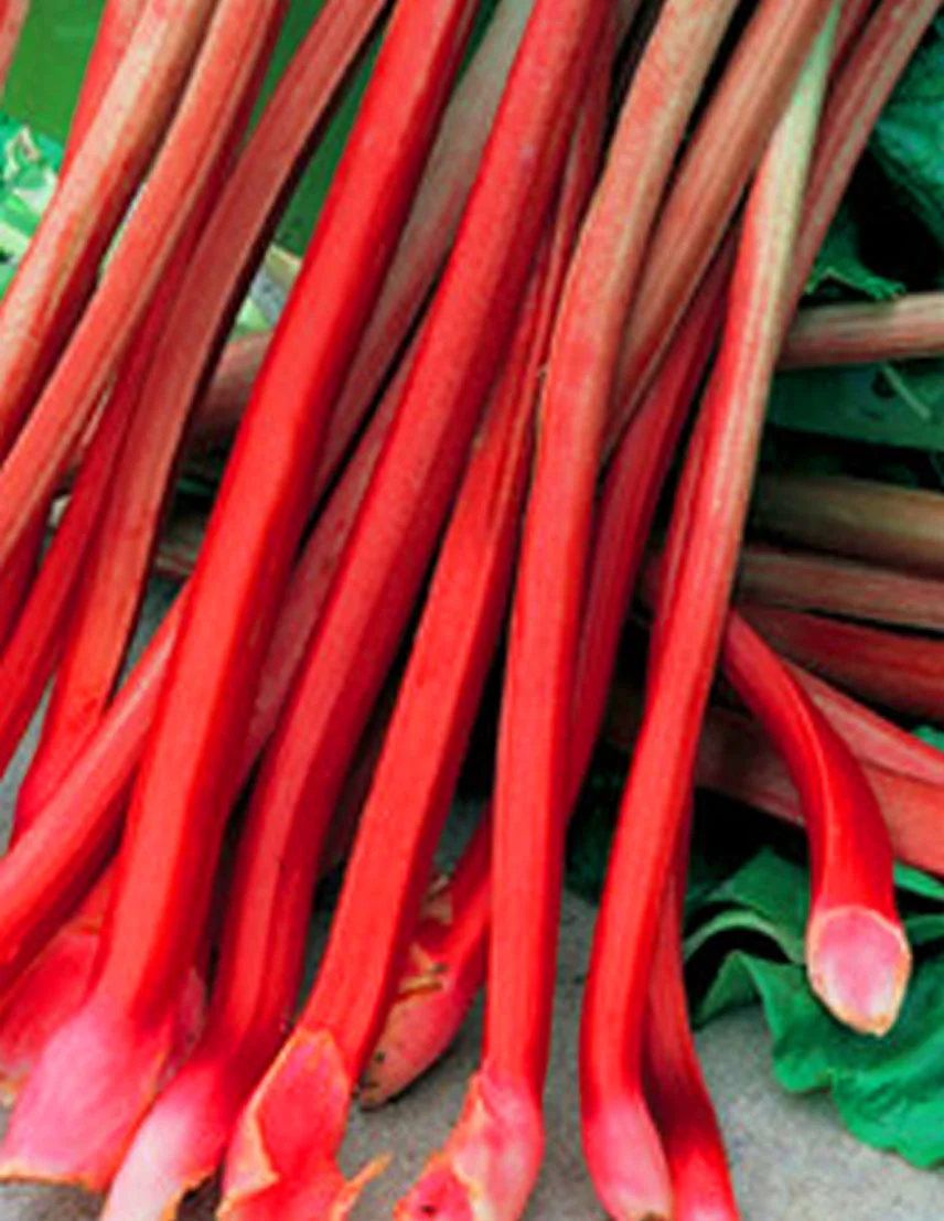 Rhubarb.jpg