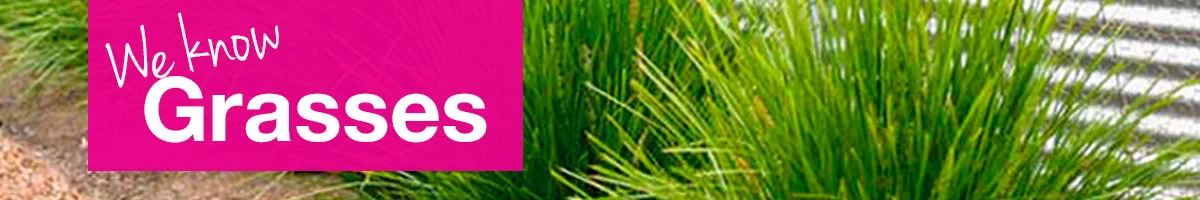 small-banner-grasses.jpg
