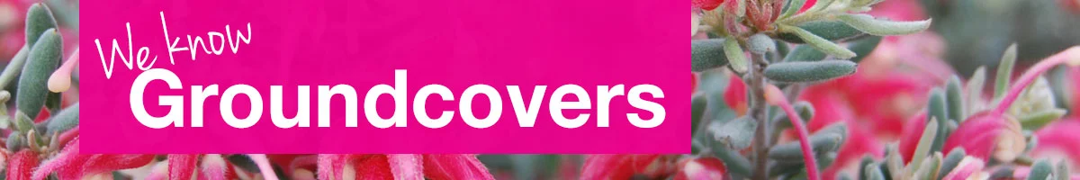 small-banner-groundcovers.jpg