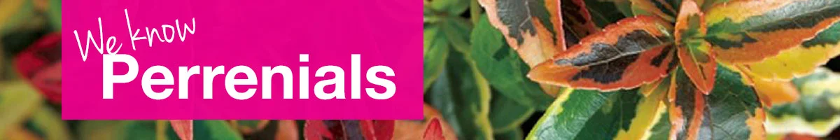small-banner-perranials.jpg