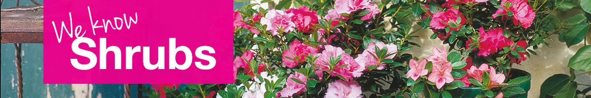 small-banner-exotic-shrubs.jpg