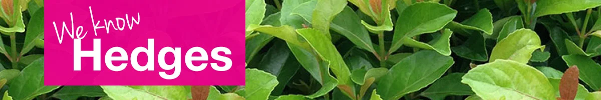 small-banner-exotic-hedges.jpg
