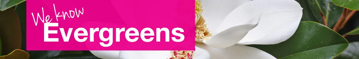 small-bannerexotic-evergreens.jpg